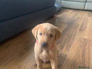 Labrador Retriever dogs - Advert 5