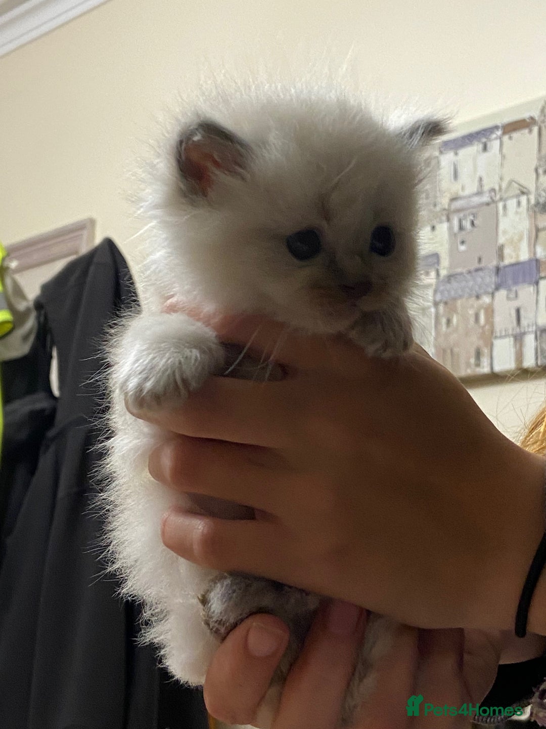 Ragdoll cats for sale: Beautiful Blue Point Ragdoll kittens - Image 15