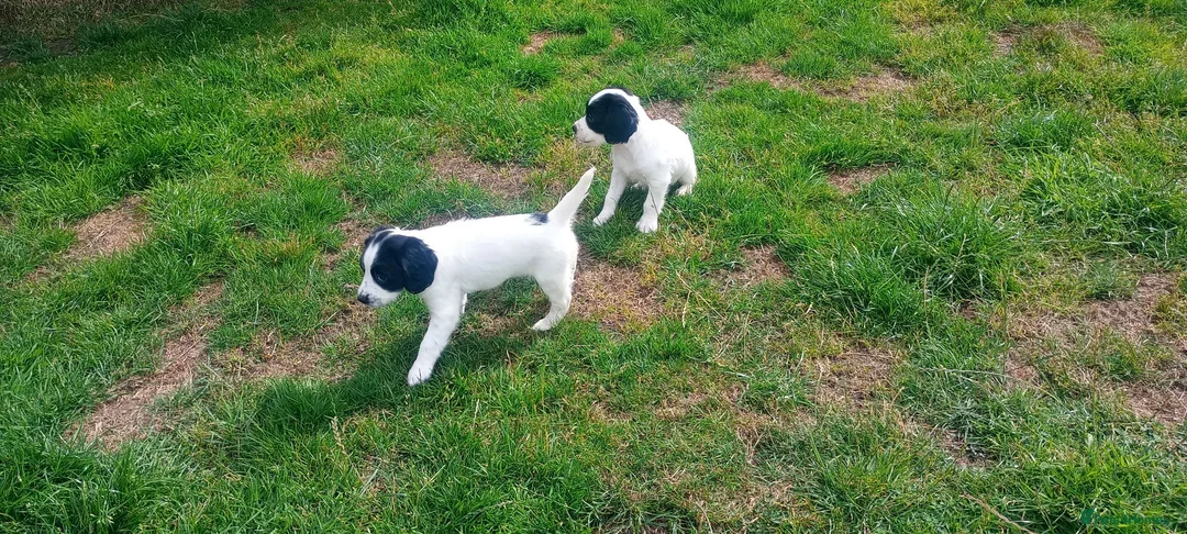 English Springer Spaniel dogs for sale: English springer spaniel pups  - Advert 2