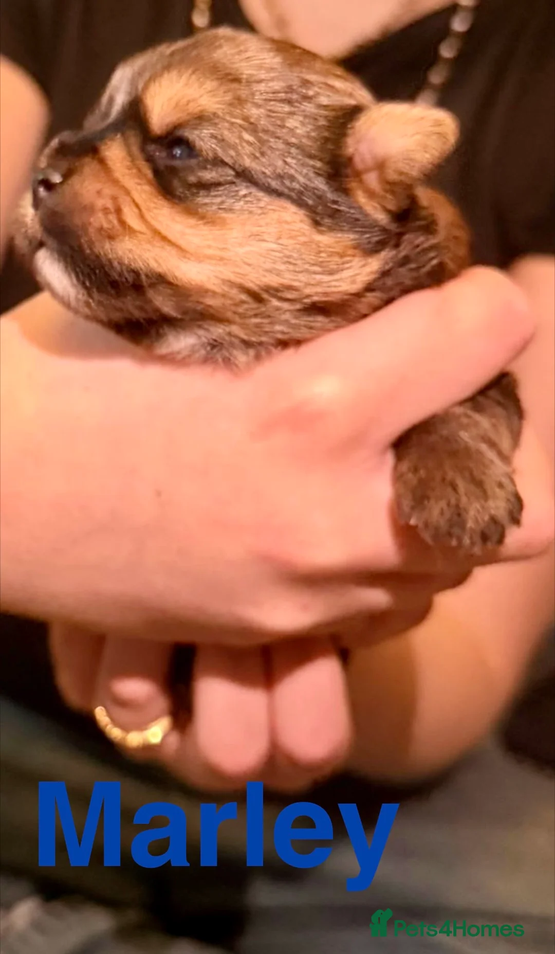 Yorkshire Terrier dogs for sale: Miniature Yorkshire Terriers - Advert 5