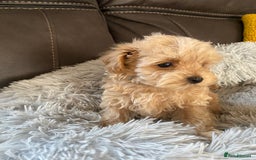 Maltipoo dogs for sale: Tiny Maltipoo Puppies - Image 13