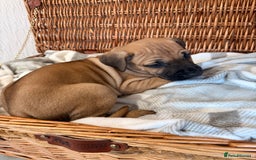 Mixed Breed dogs for sale: Came Corso X Puppies - Image 2