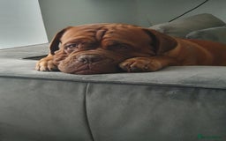 Dogue De Bordeaux dogs for stud: Dougie for stud - Image 2