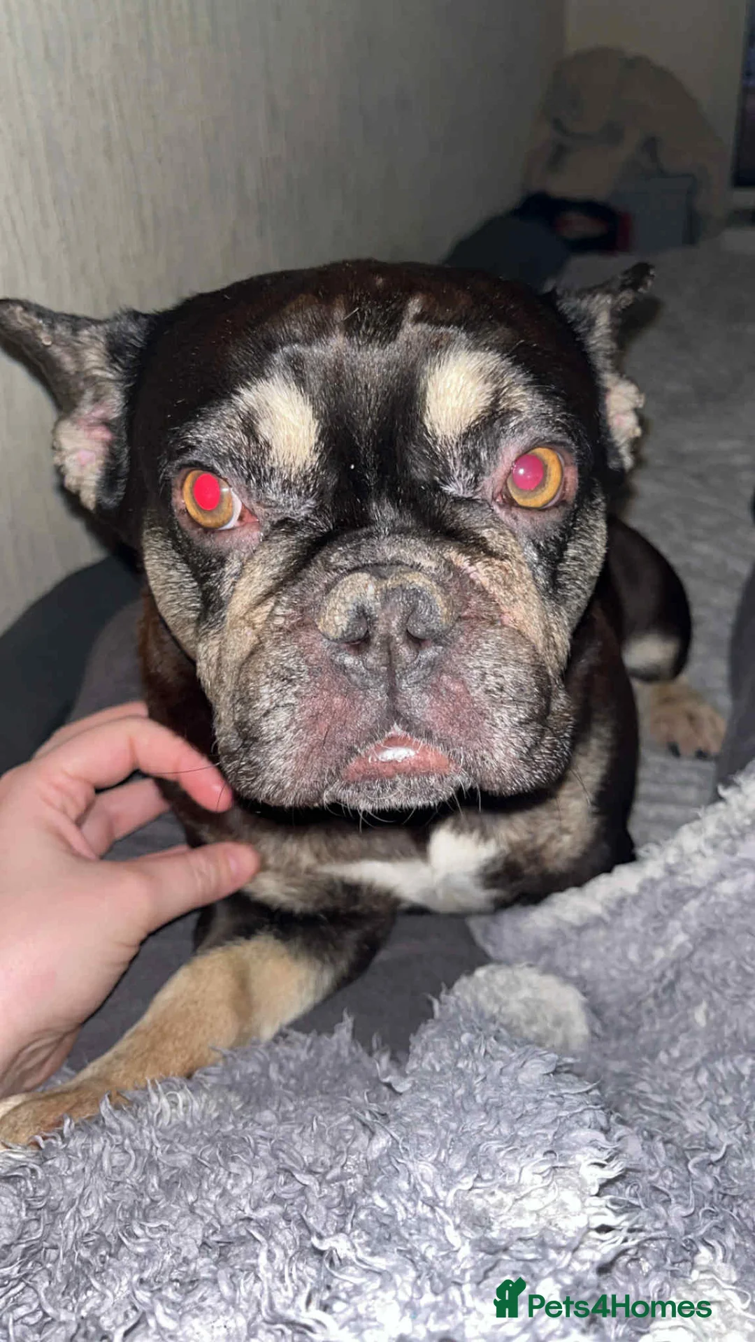 French Bulldog dogs for sale: Female French bulldog 4 years old  - Advert 5