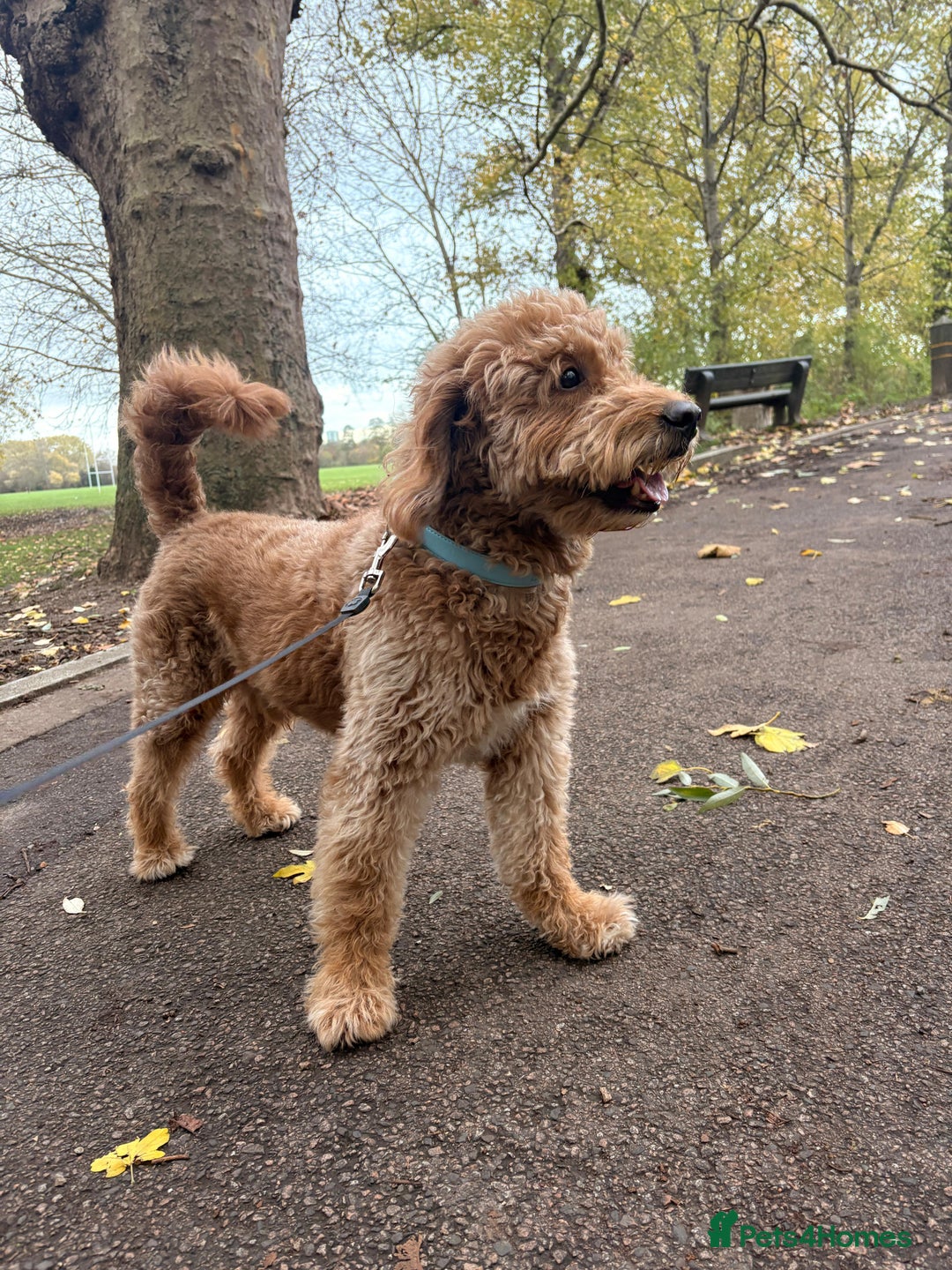 Goldendoodle dogs for stud: Proven Miniature Goldendoodle Stud – Noah 🐾 in London - Advert 24