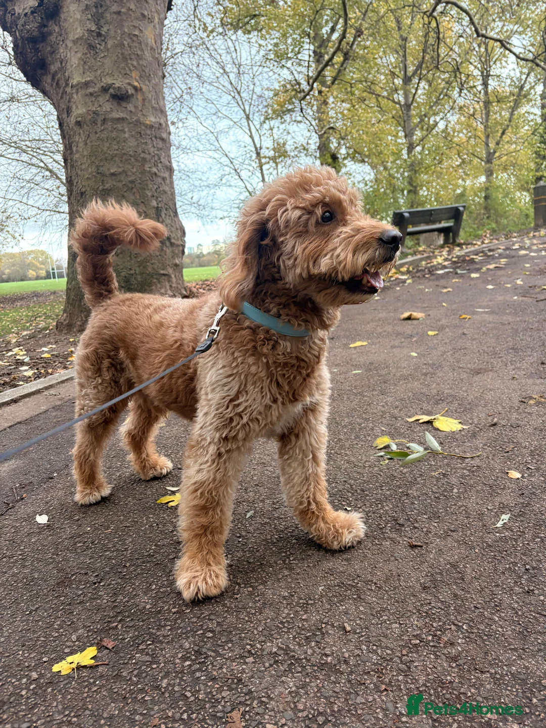 Goldendoodle dogs for stud: Proven Miniature Goldendoodle Stud – Noah 🐾 in London - Advert 24