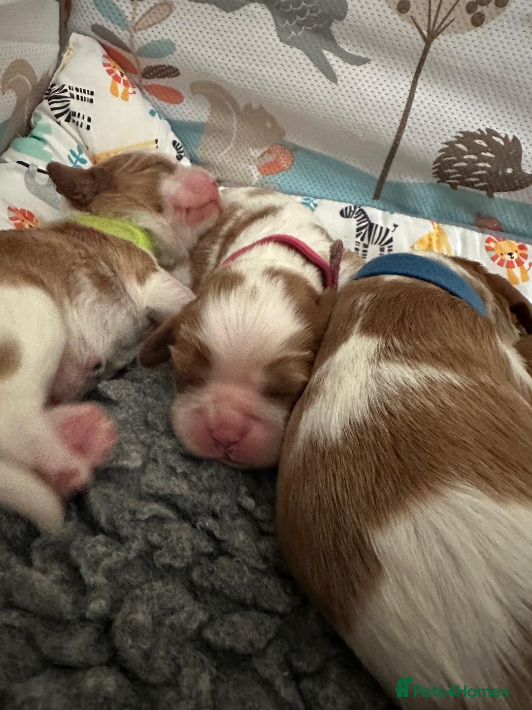 Cavalier King Charles Spaniel dogs for sale: Fully Health Tested Male CKCS Puppies - Image 31