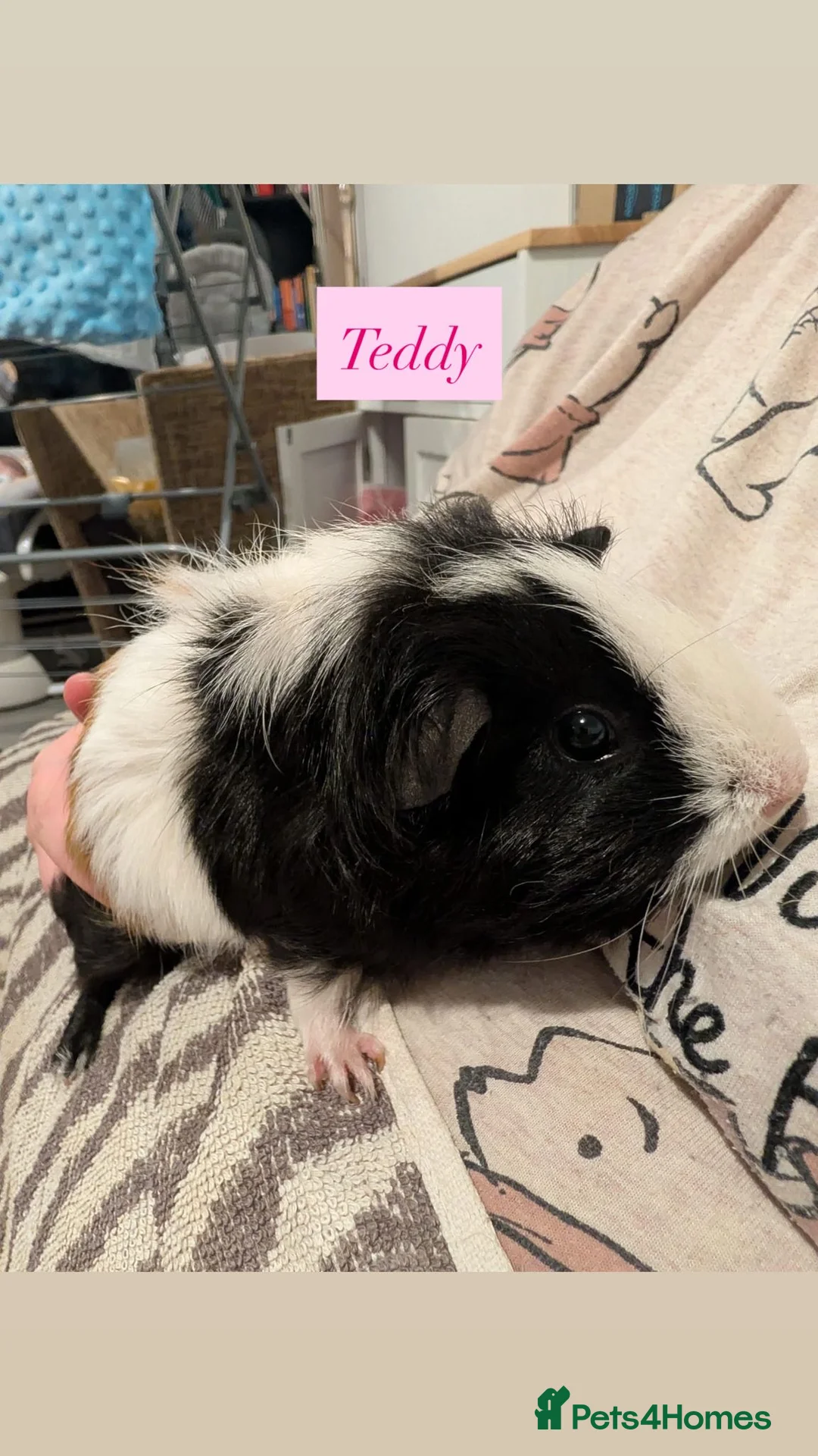 Guinea Pig rodents for sale: Female Guinea Pig Herd in Leicester - Advert 2