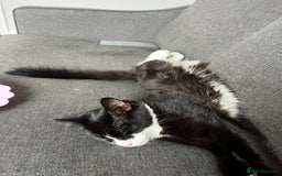 Domestic Shorthair cats for sale: Male kitten for sale - Image 3