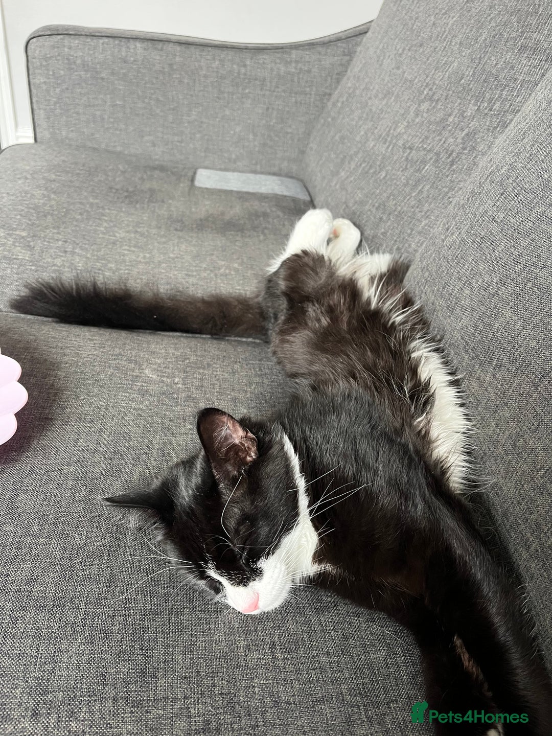 Domestic Shorthair cats for sale: Male kitten for sale - Image 3
