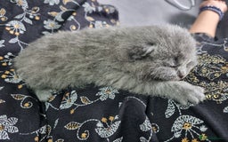 British Shorthair cats for sale: British Shorthair Kittens - Image 13