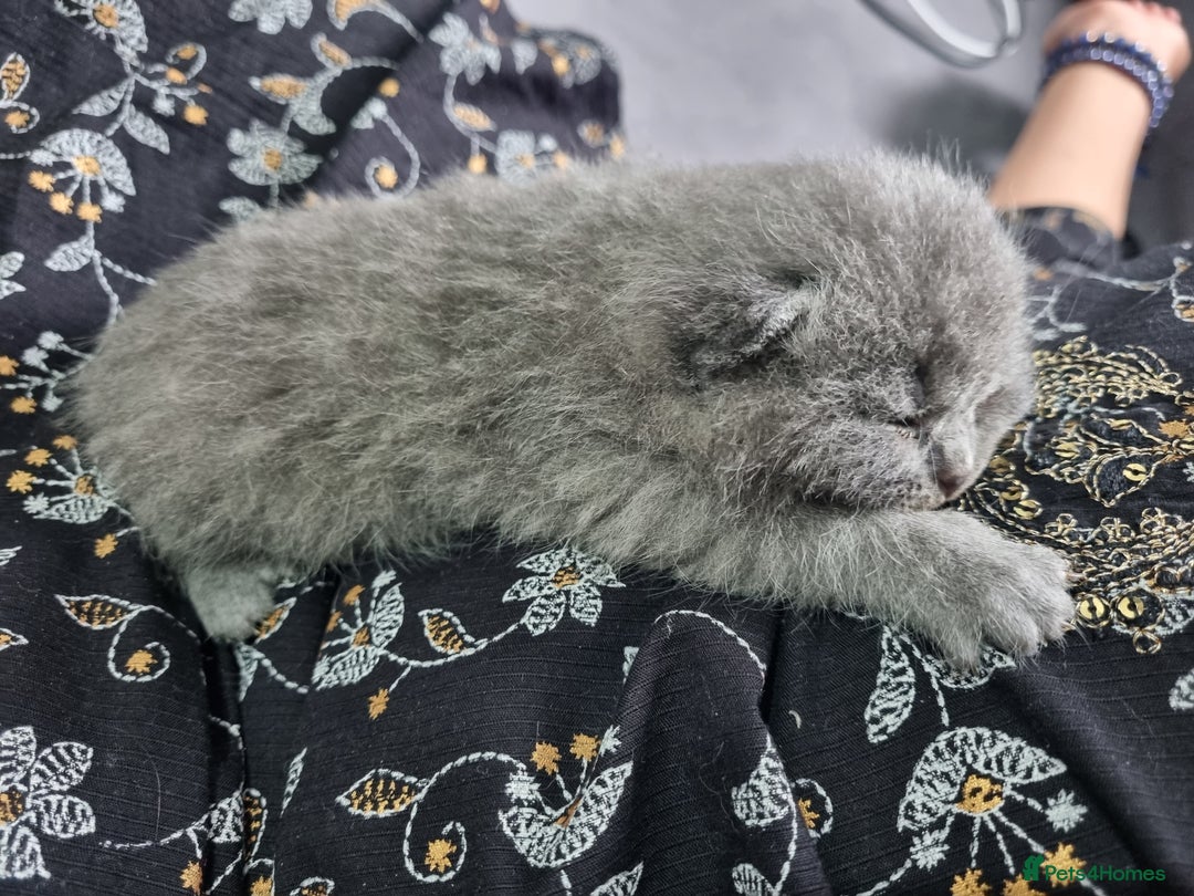 British Shorthair cats for sale: British Shorthair Kittens - Image 13