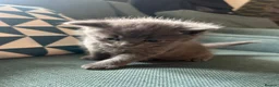 British Shorthair cats for sale: 4 adorable kittens remaining ready for a new home - Advert 7
