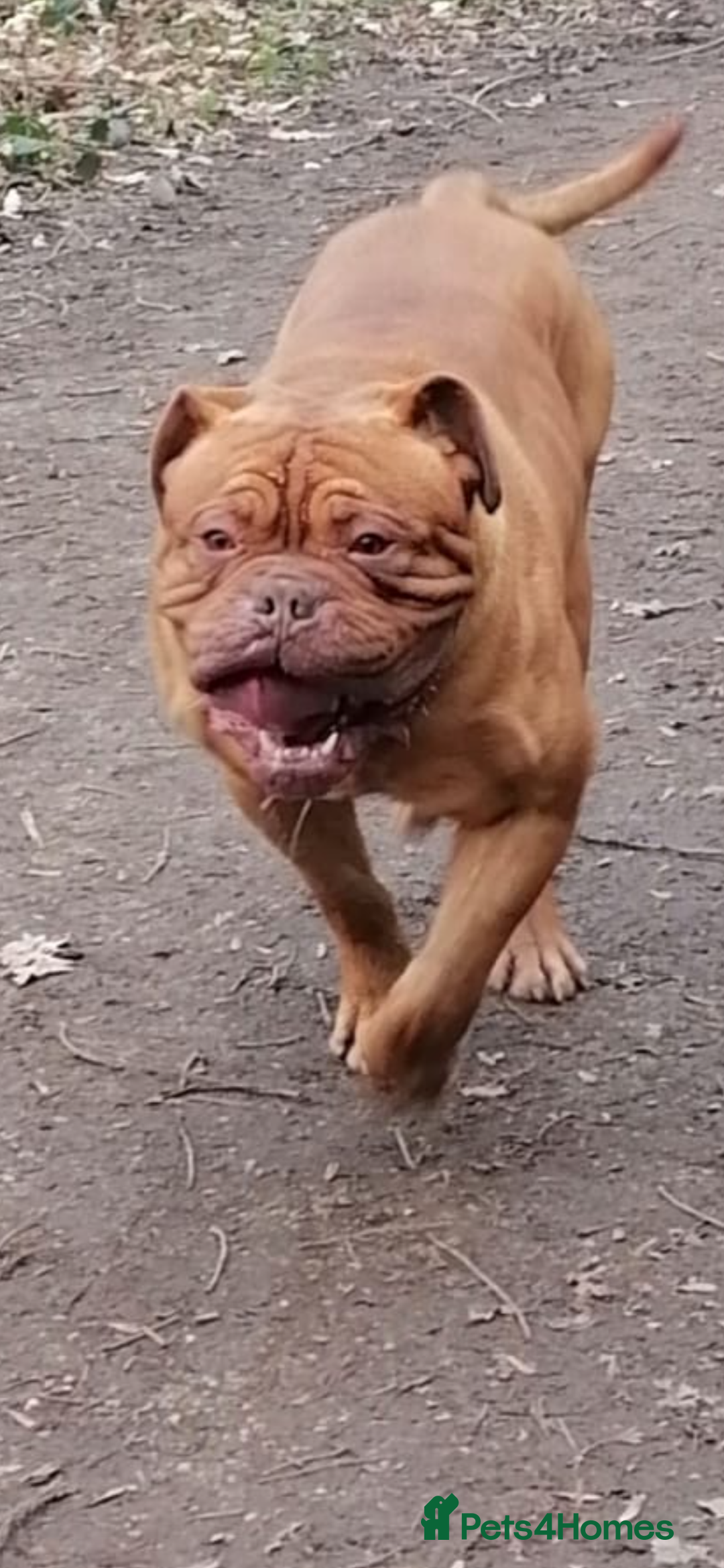Dogue De Bordeaux dogs for sale: Beautiful 7 year old pedigree dogue de Bordeaux - Advert 2