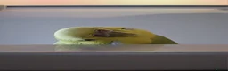 Budgerigars birds for sale: Budgies - Bobbie & Mango in Westbury - Advert 3