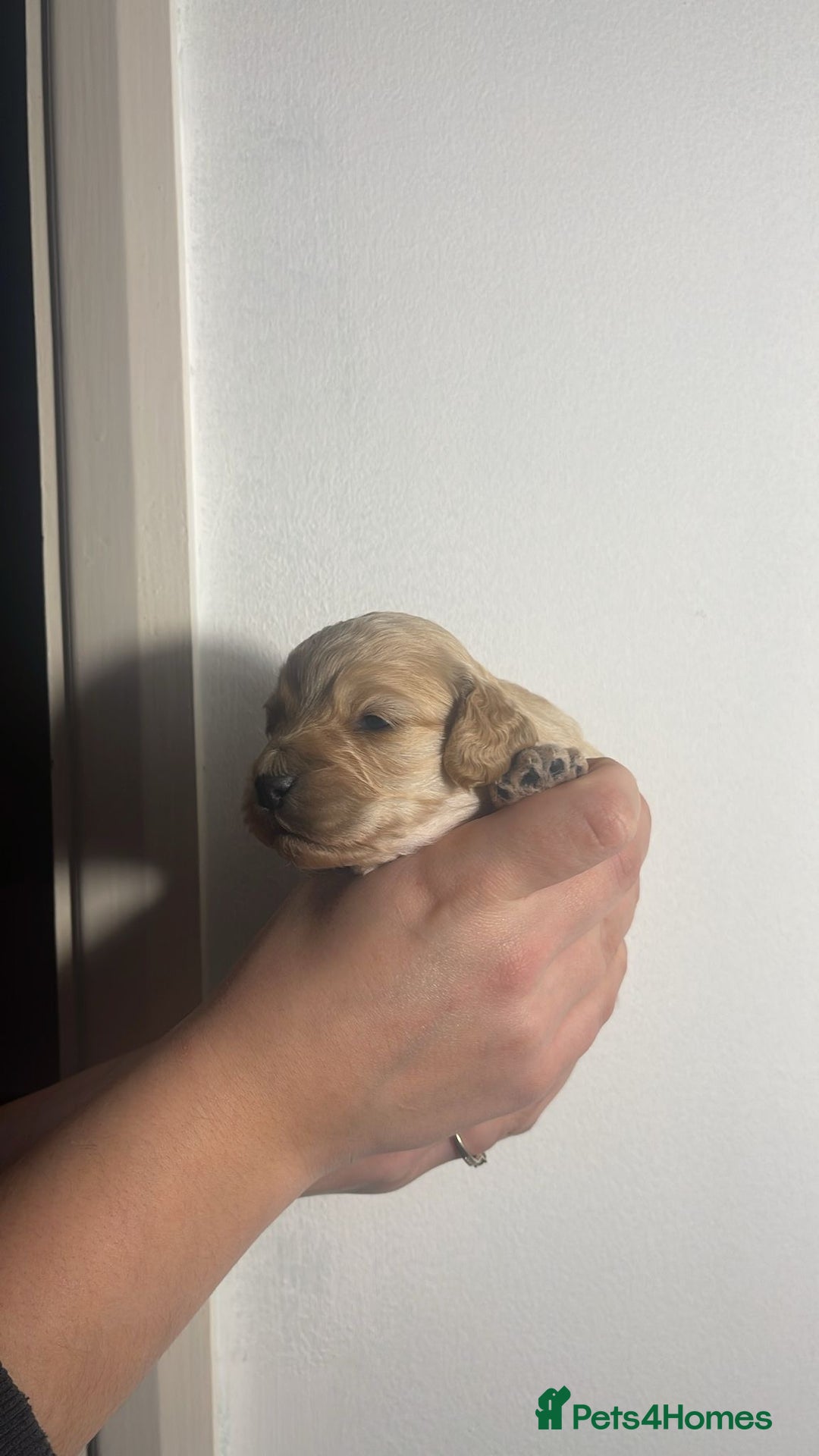 Cockapoo dogs for sale: BEAUTIFUL LITTER OF COCKAPOO  - Advert 3