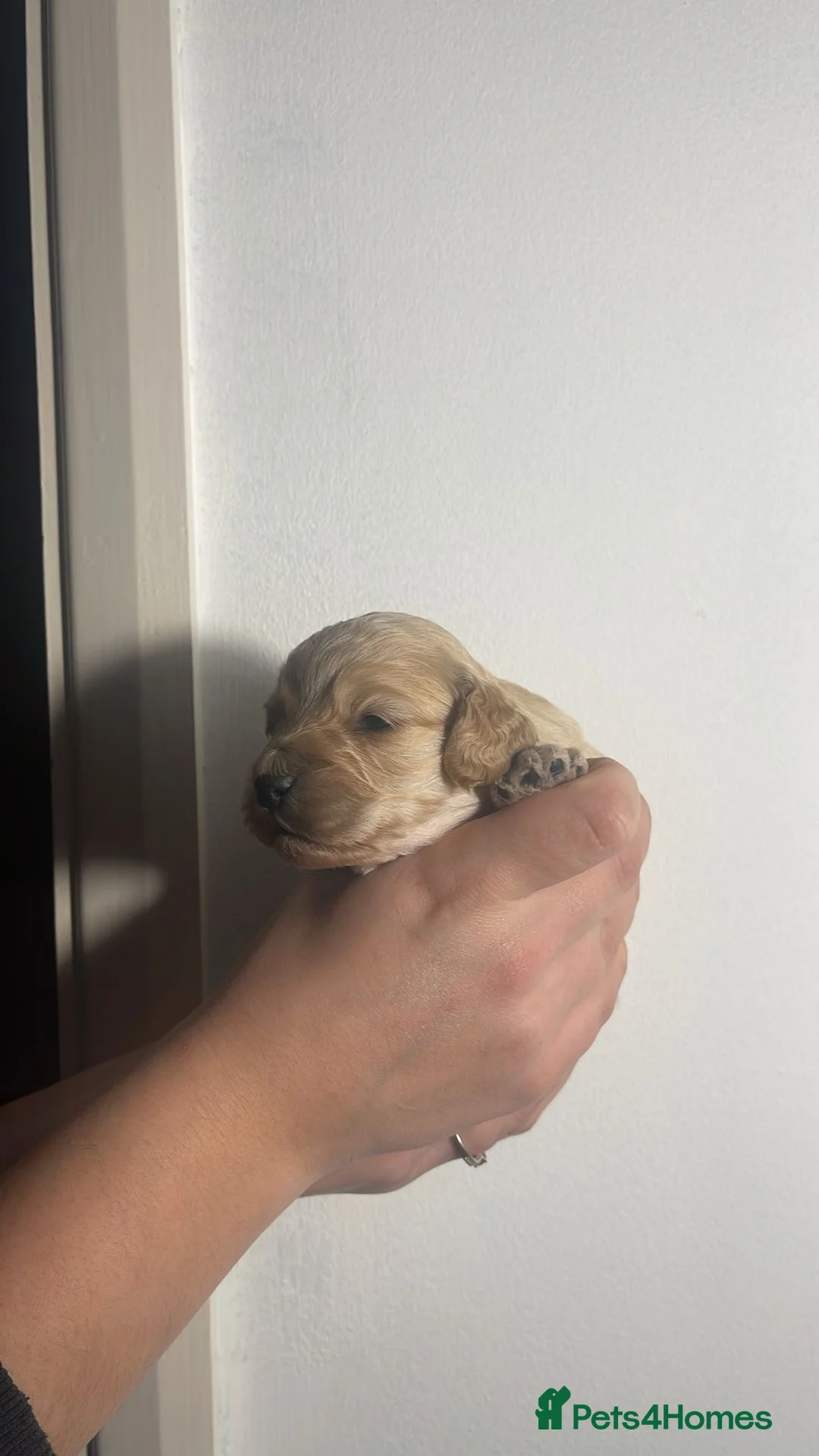 Cockapoo dogs for sale: ONLY TWO GIRLS LEFT BEAUTIFUL LITTER OF COCKAPOO  - Advert 5