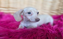 Miniature Dachshund dogs for sale: STUNNING KC pups. READY NOW. REDUCED  - Image 4