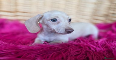Miniature Dachshund dogs - Advert 5