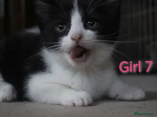 Mixed Breed cats 🩵🩷 Gorgeous little kittens 🩷🩵 - Advert 6