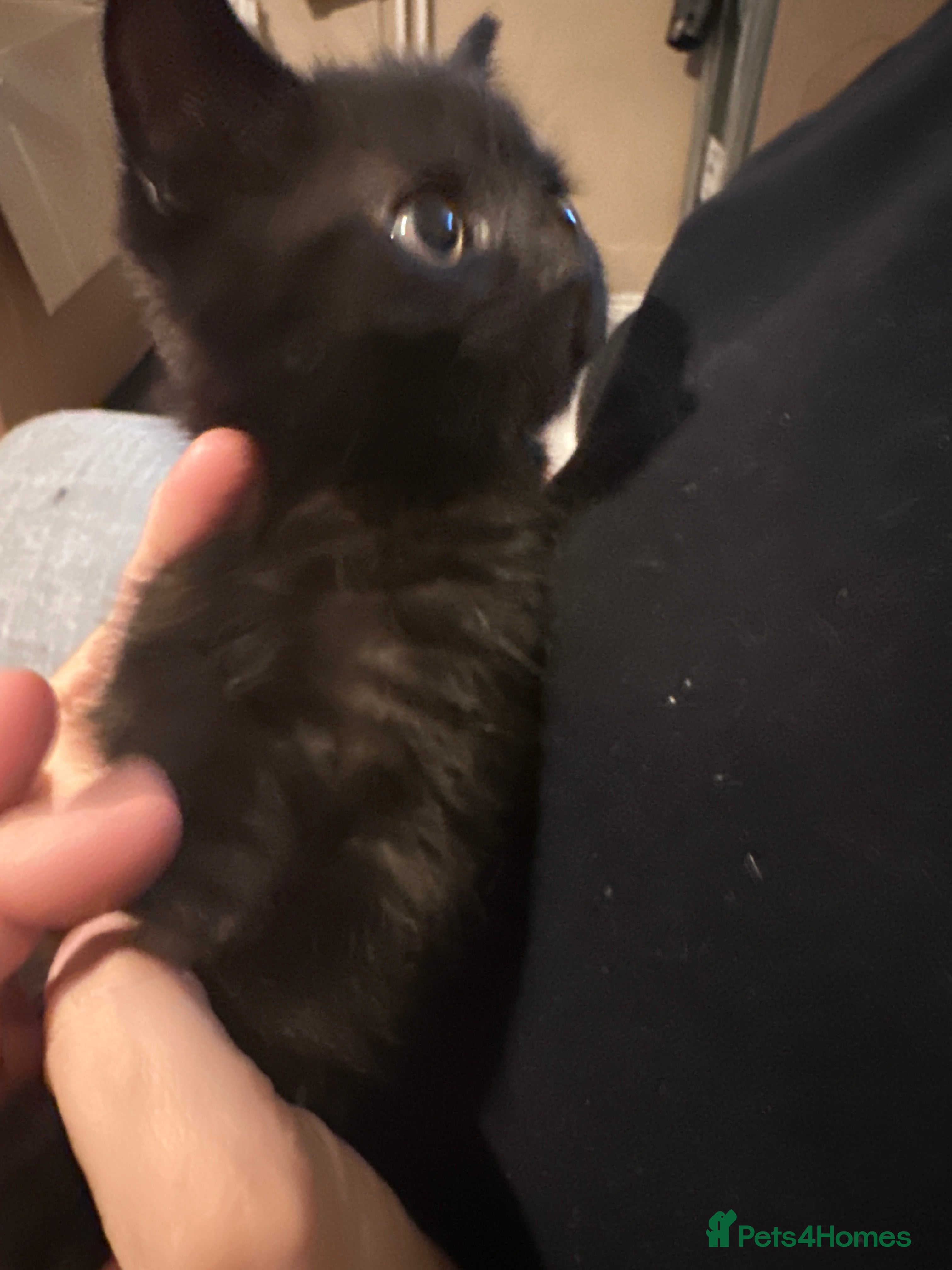 Scottish Fold cats for sale: Half Scottish fold kittens  in Bilston - Advert 3