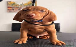 Hungarian Vizsla dogs for sale:   ⚜️Hungarian Vizsla puppies⚜️ - Image 26
