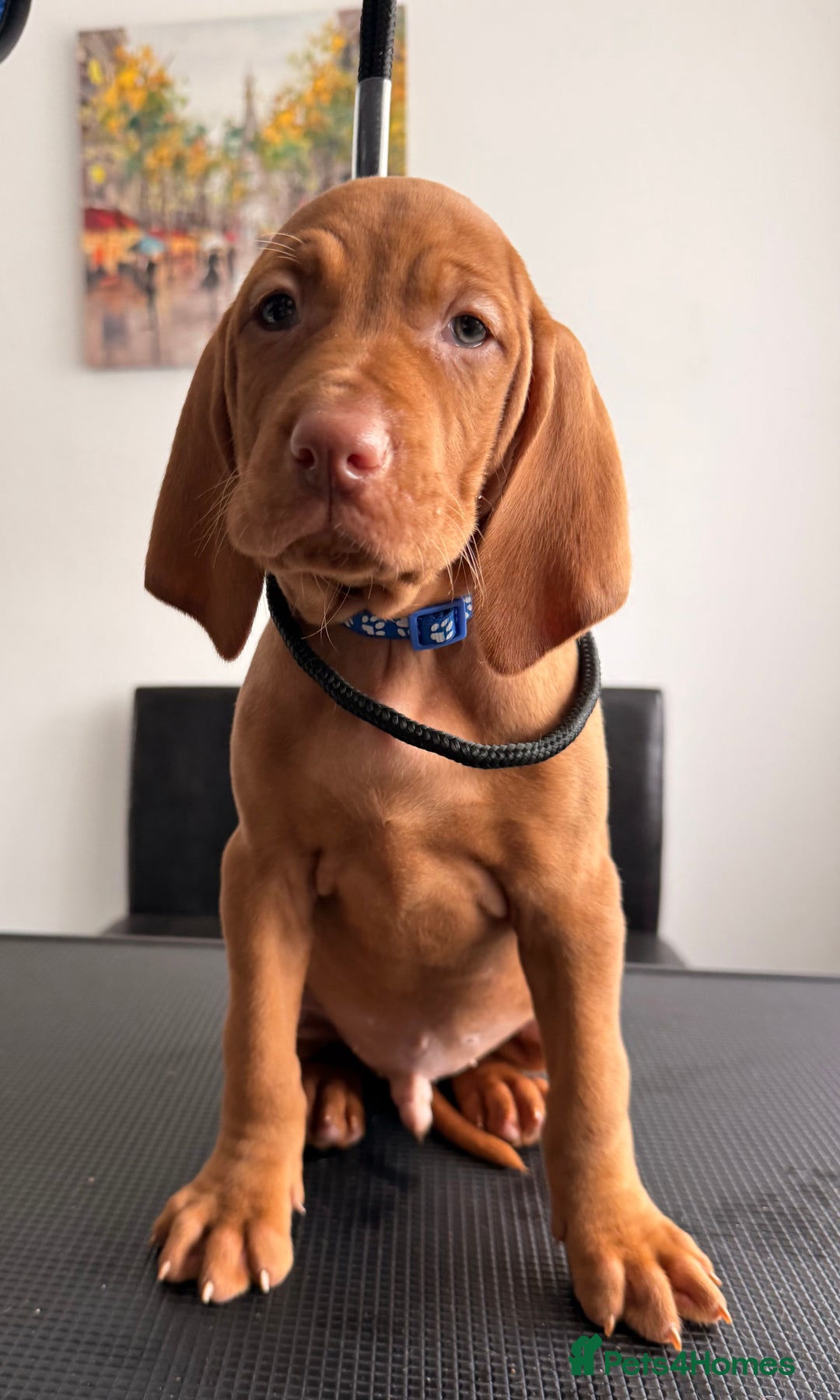 Hungarian Vizsla dogs for sale:   ⚜️Hungarian Vizsla puppies⚜️ - Image 26