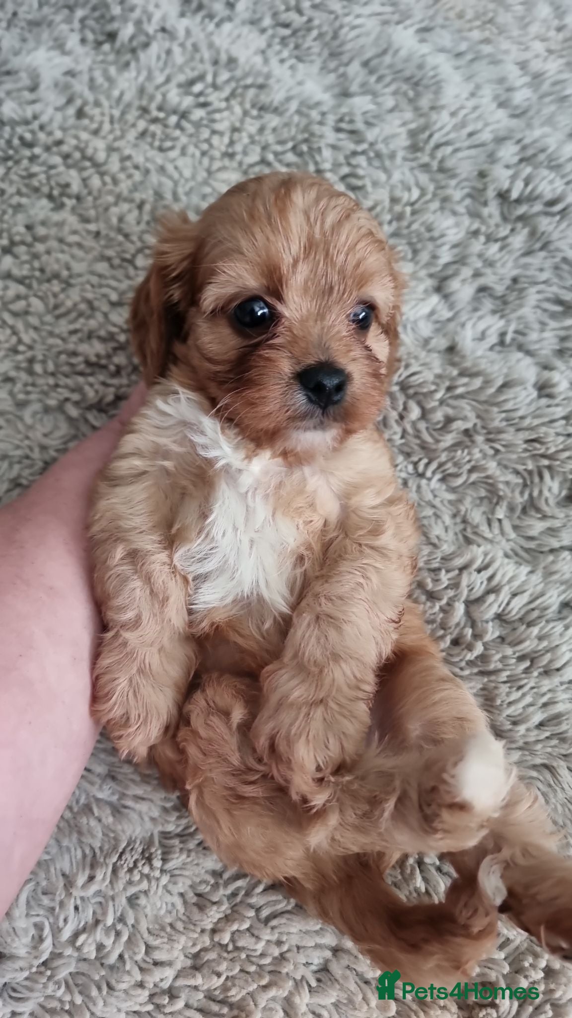 Cavapoo dogs READY f1 toy cavapoos  - Advert 10