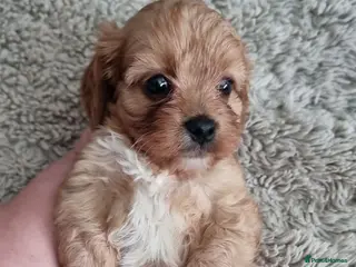 Cavapoo dogs READY f1 toy cavapoos - Advert 14