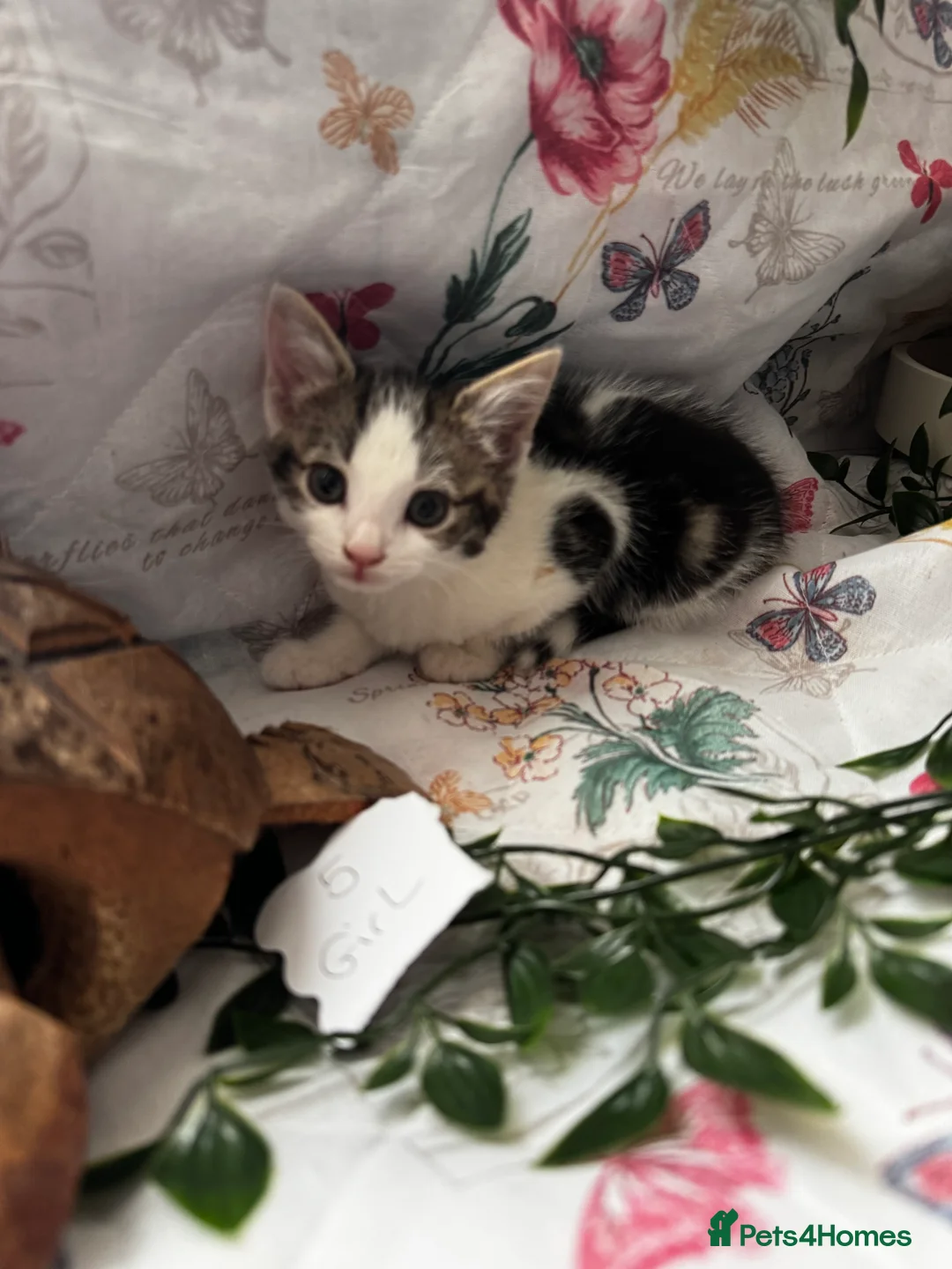 Mixed Breed cats for sale: 8 cute mixed breed kittens  - Advert 1