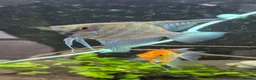Angelfish fish for sale: Blue Ghost and Koi angelfish (separate/pair) - Advert 2