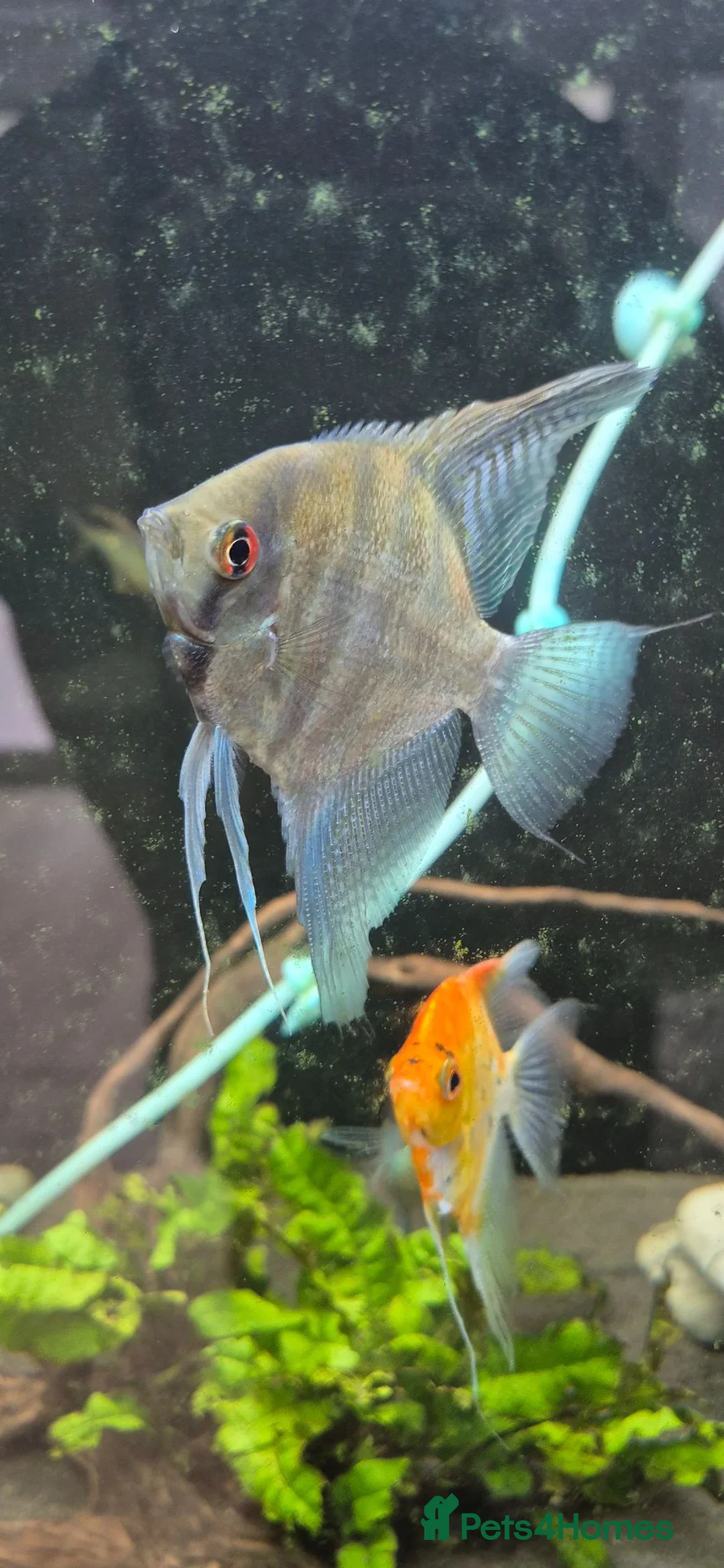 Angelfish fish for sale: Blue Ghost and Koi angelfish (separate/pair) - Advert 2