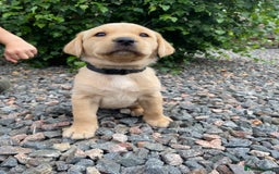 Labrador Retriever dogs for sale: Pedigree Labrador Pups - Image 16