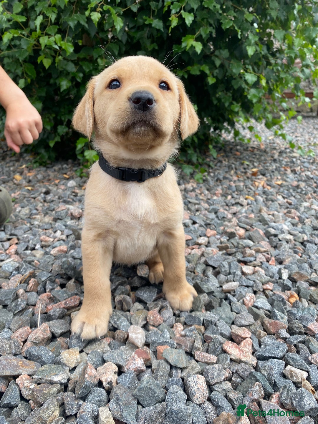 Labrador Retriever dogs for sale: Pedigree Labrador Pups - Image 16