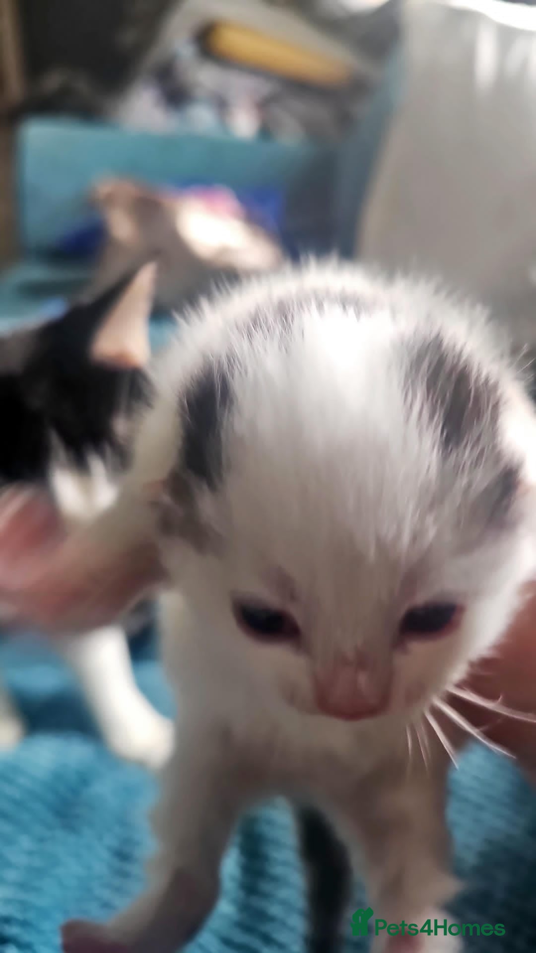 Domestic Shorthair cats for sale: Black and white  - Advert 6