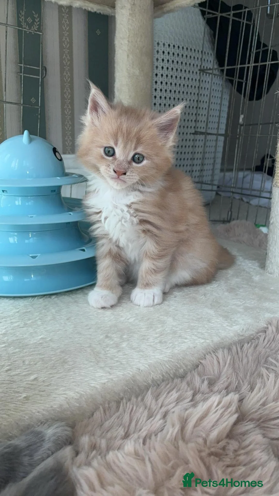 Maine Coon cats for sale: Stunning XL Maine Coon Kittens - Advert 17