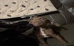 Mixed Breed dogs for sale: Mixed breed  - Image 2