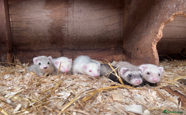Ferret rodents - Advert 2