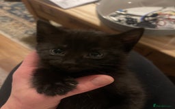 Mixed Breed cats for sale: 3 kittens left   - Advert 9