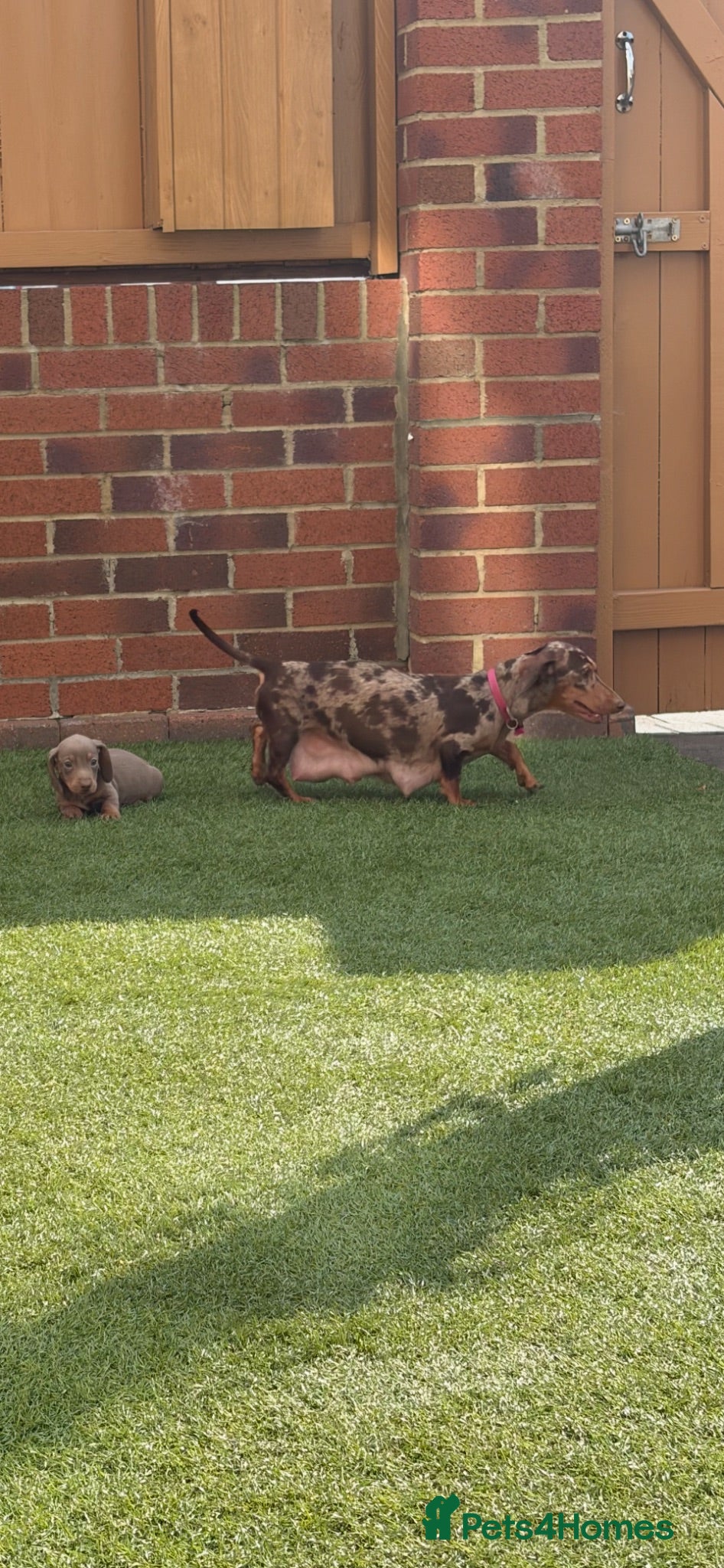 Miniature Dachshund dogs Miniature dachshunds  - Advert 2