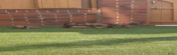 Miniature Dachshund dogs for sale: Miniature dachshunds  - Advert 2