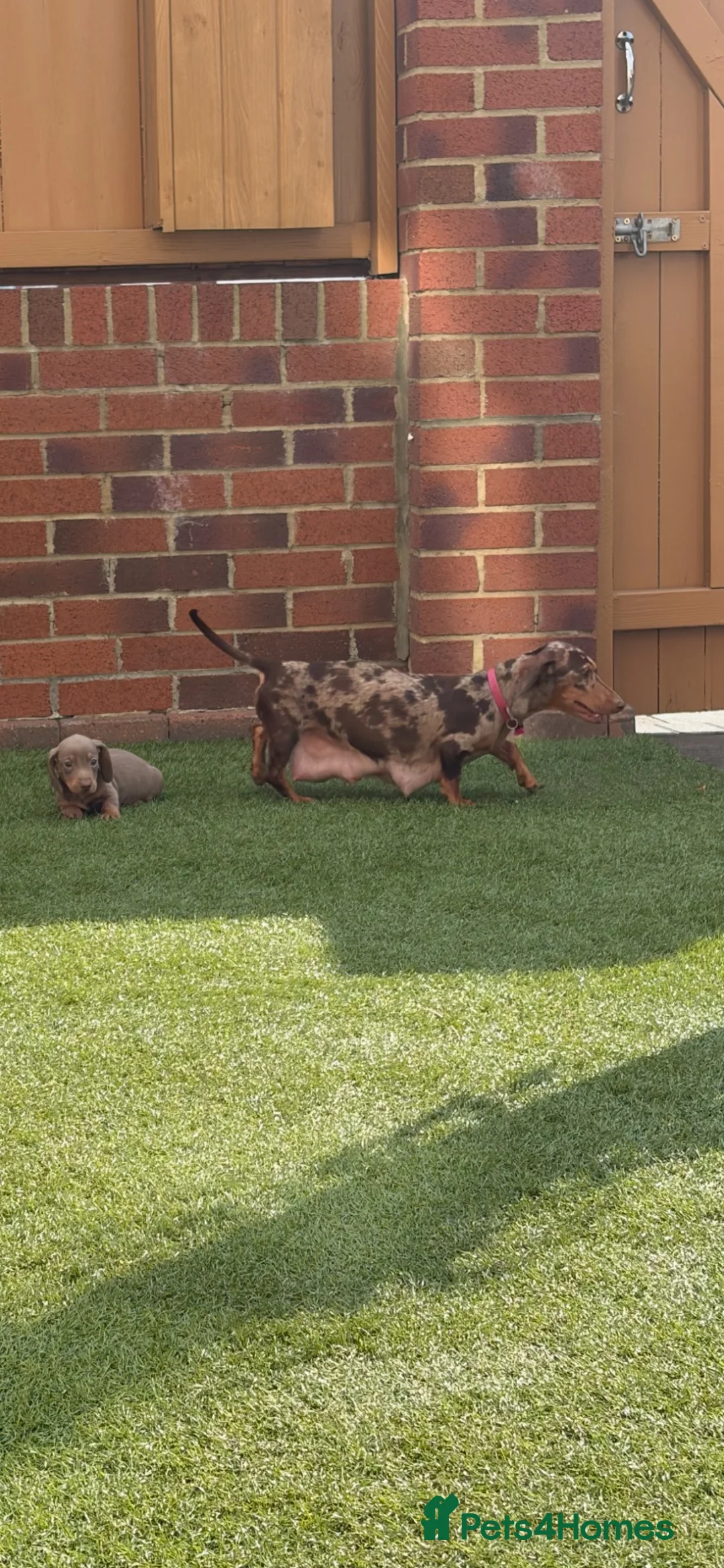 Miniature Dachshund dogs for sale: Miniature dachshunds  - Advert 2