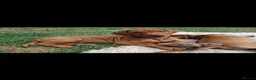 Rhodesian Ridgeback dogs for sale: KC reg,Excellent Ridges,Health checked/Elb/Hip/JME - Advert 9