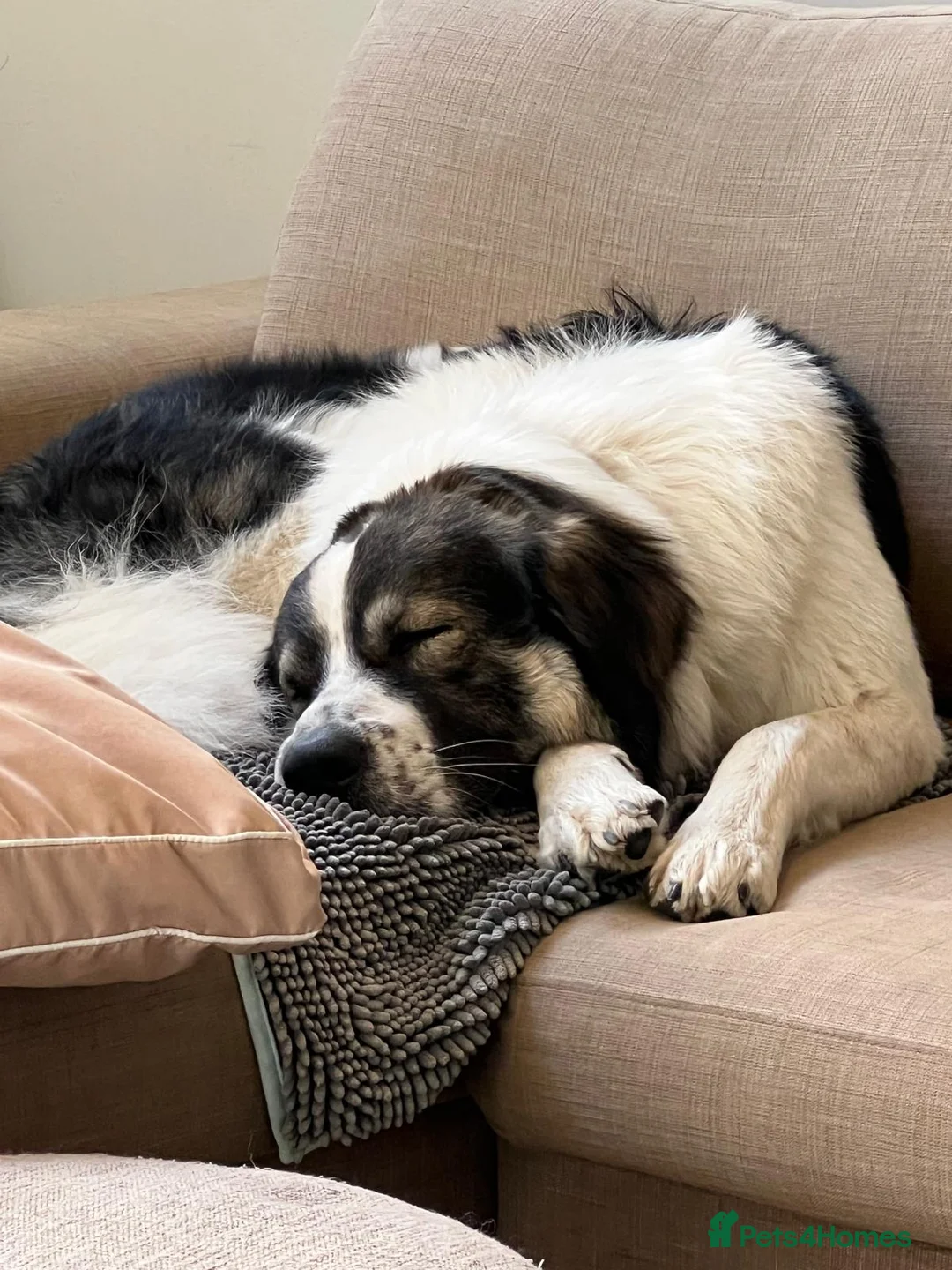 Mixed Breed dogs for sale: Maremma Caucasian Shepherd cross - Advert 1