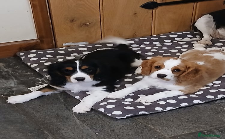 Cavalier King Charles Spaniel dogs - Advert 3
