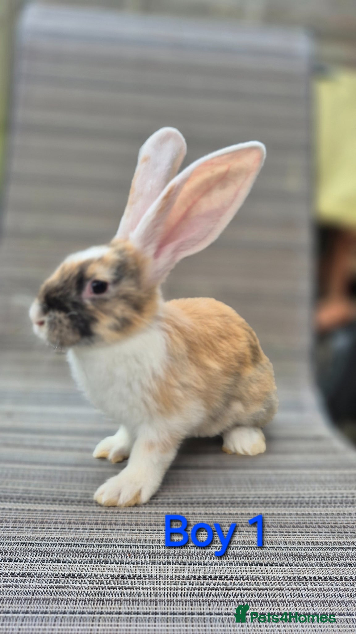 Continental Giant rabbits Pure Continental Giant Vaccinated  - Advert 1