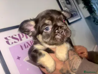 French Bulldog dogs 3 gorgeous pure French bulldog puppies for sale - Advert 9