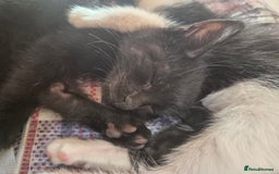 Mixed Breed cats for sale: Black and white kittens - Image 7