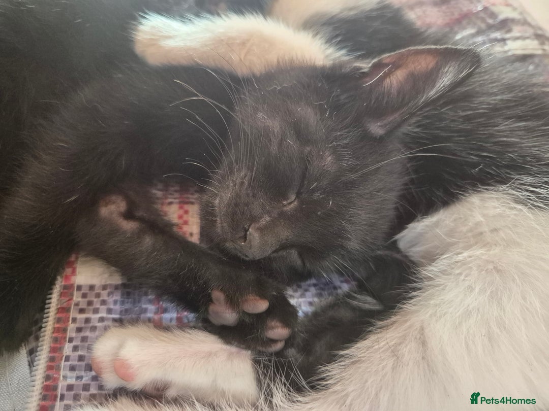 Mixed Breed cats for sale: Black and white kittens - Image 7