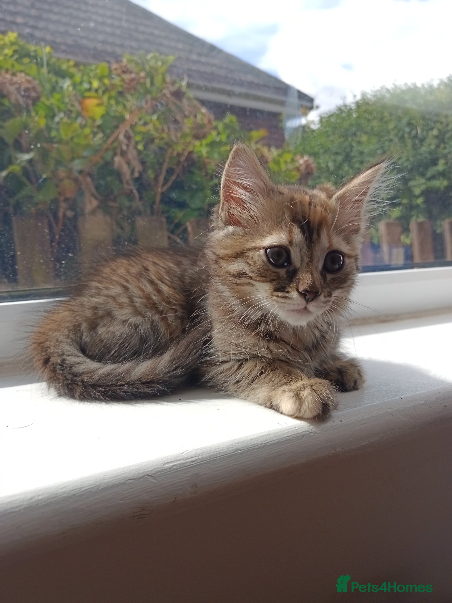 Mixed Breed cats for sale: 🐱 Beautiful Kittens Available 🏡 - Advert 15